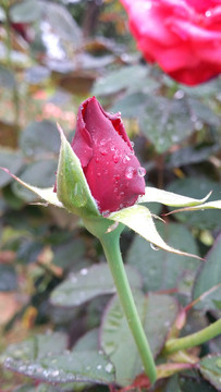 玫瑰花