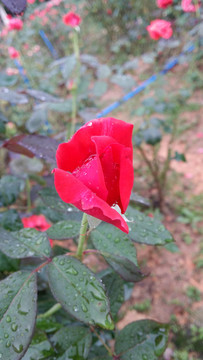 玫瑰花