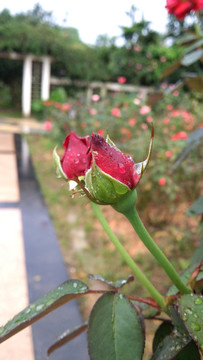 玫瑰花