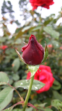 玫瑰花