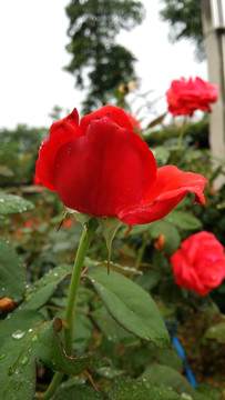 玫瑰花