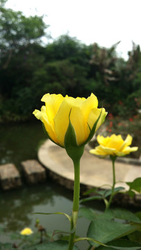玫瑰花