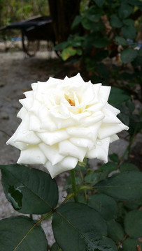 玫瑰花
