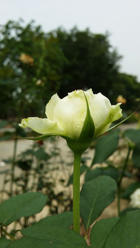 玫瑰花