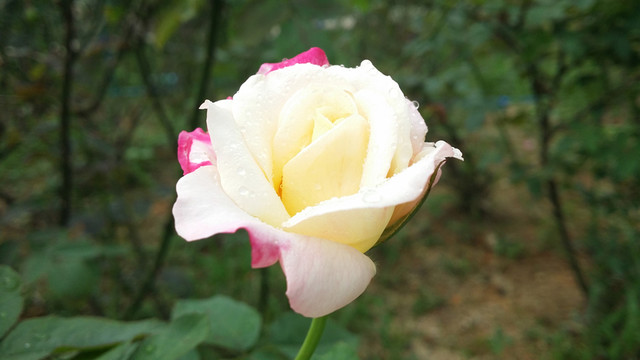 玫瑰花