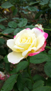 玫瑰花