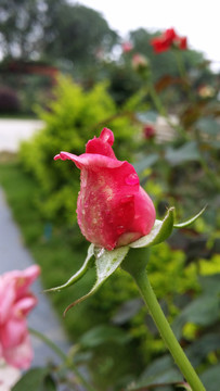 玫瑰花