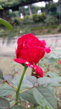 玫瑰花
