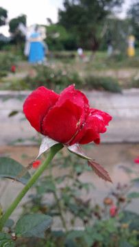 玫瑰花
