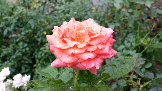 玫瑰花