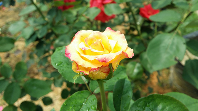 玫瑰花