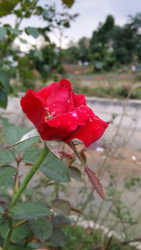 玫瑰花