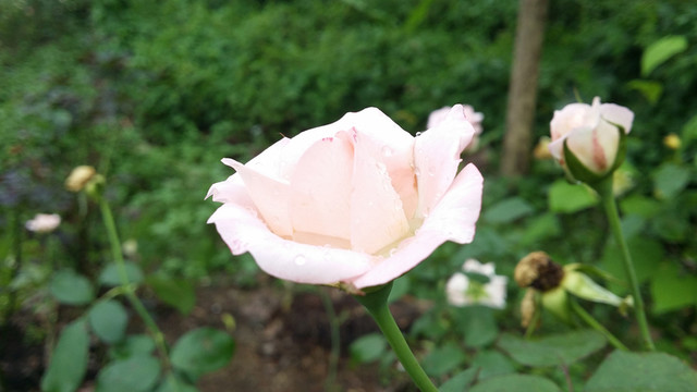 玫瑰花