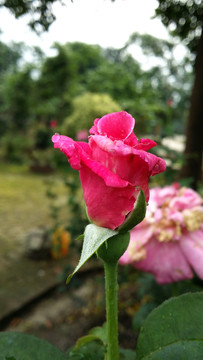 玫瑰花