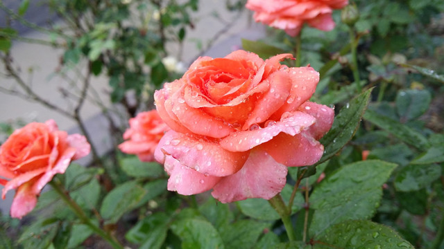 玫瑰花
