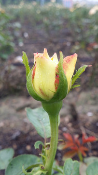 玫瑰花