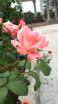 玫瑰花