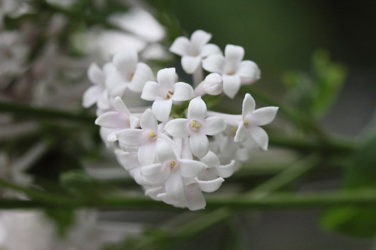 丁香花