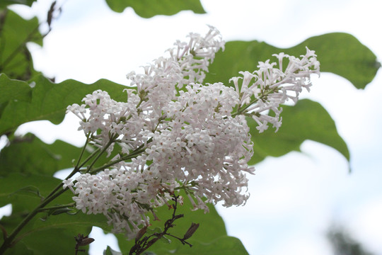 丁香花