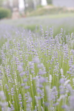 薰衣草