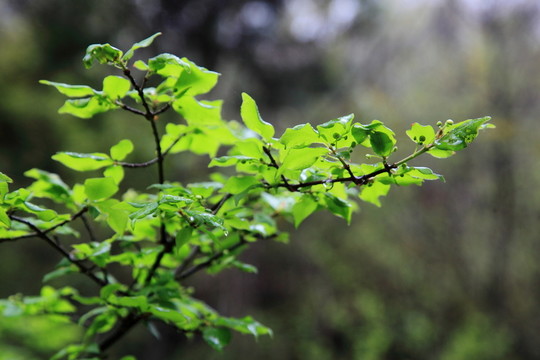 生長(zhǎng)的綠色植物 綠色樹葉