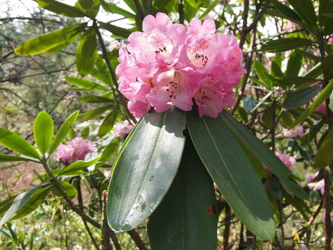 杜鵑花