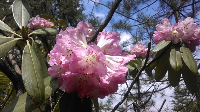 杜鵑花