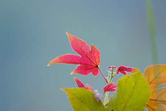 楓葉 紅葉