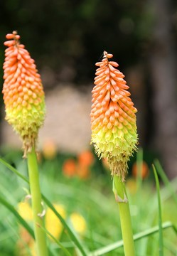 清新田園小粉花