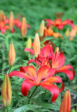 黃花菜