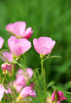 清新田園小野花壁紙