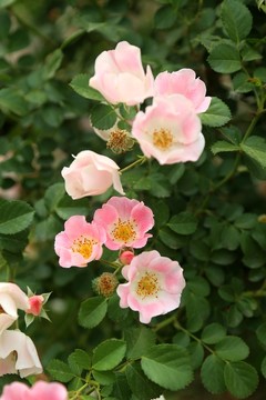 單瓣薔薇攝影