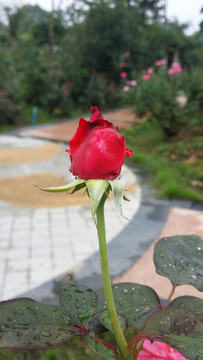 紅玫瑰