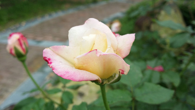 玫瑰花