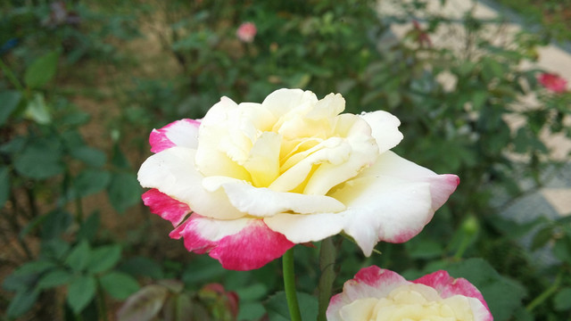 玫瑰花