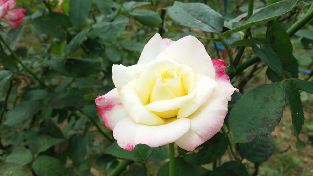 玫瑰花