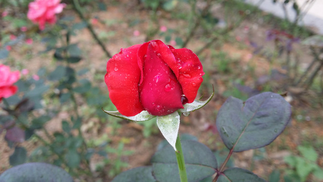 紅玫瑰