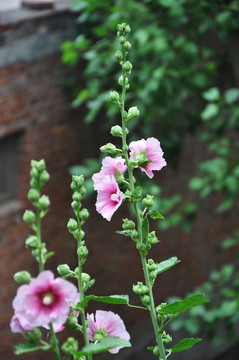 手巾花