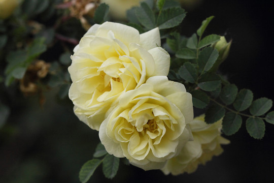 玫瑰花