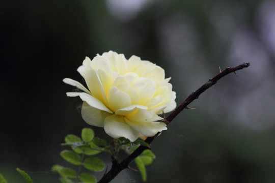 玫瑰花