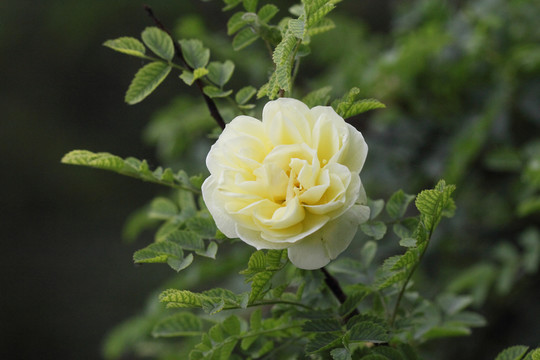 玫瑰花