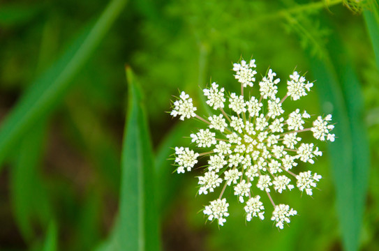 野菊花