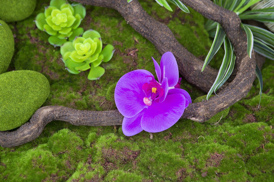 樹根與蘭花組合成的花藝