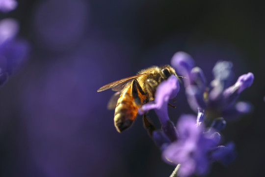 蜂之花