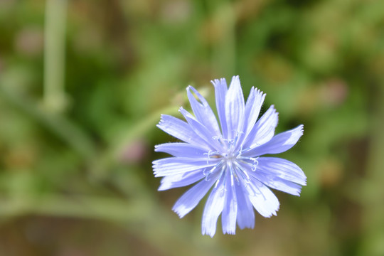 蘭花