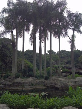 深圳京基100及荔枝公園