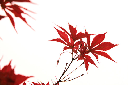 紅楓
