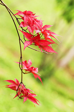紅楓