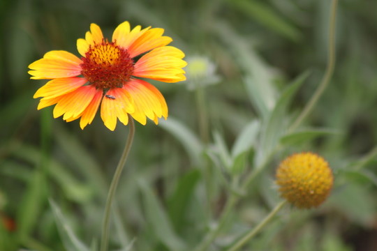 太陽菊