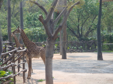 深圳西麗野生動(dòng)物園